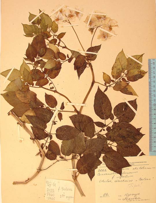 S. tuberosum infectum Holotypus 2022